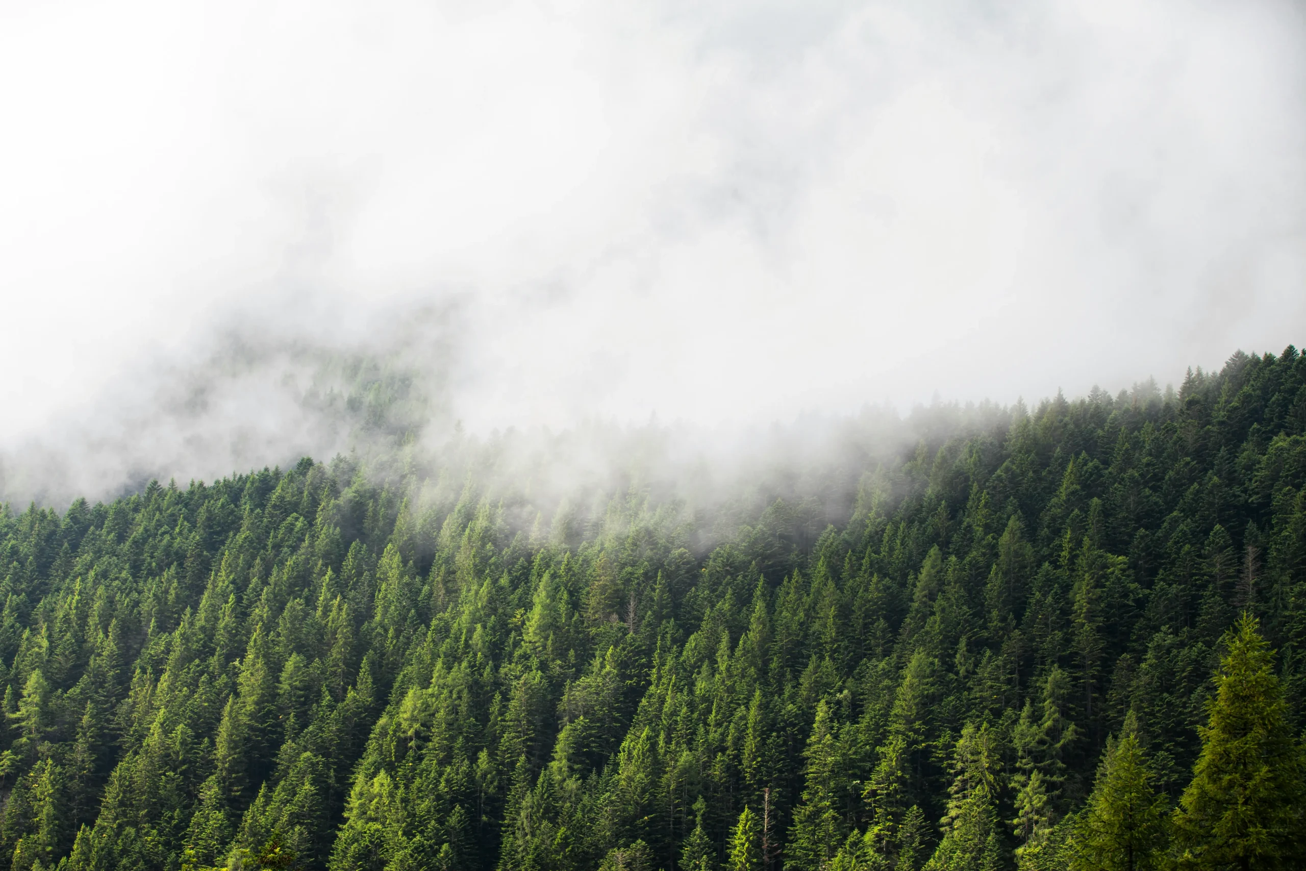 Grüner Wald steht für verantwortungsvolle Materialien und dokumentierte Lieferketten
